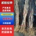 日本长穗紫藤紫罗兰花苗爬藤植物紫藤花树苗盆栽地栽四季藤蔓