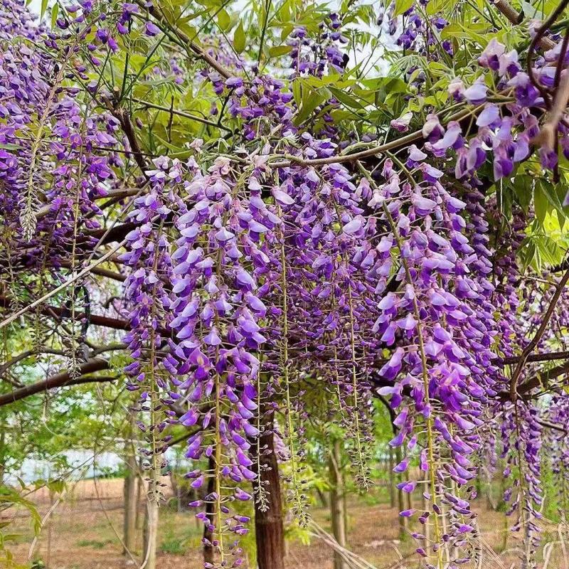 日本长穗紫藤紫罗兰花苗爬藤植物紫藤花树苗盆栽地栽四季藤蔓