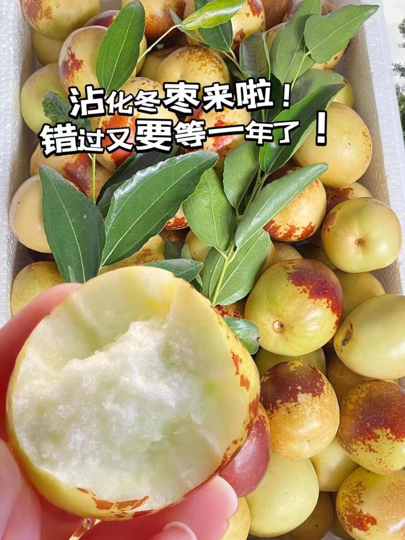 山东滨州沾化冬枣