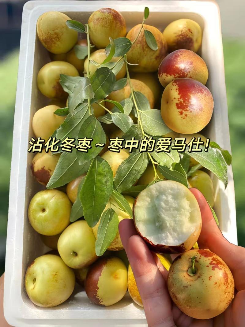 山东滨州沾化冬枣