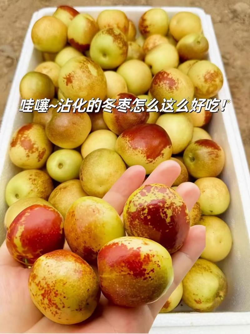 山东滨州沾化冬枣