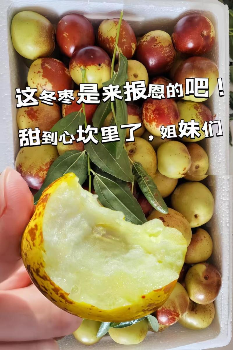 山东滨州沾化冬枣