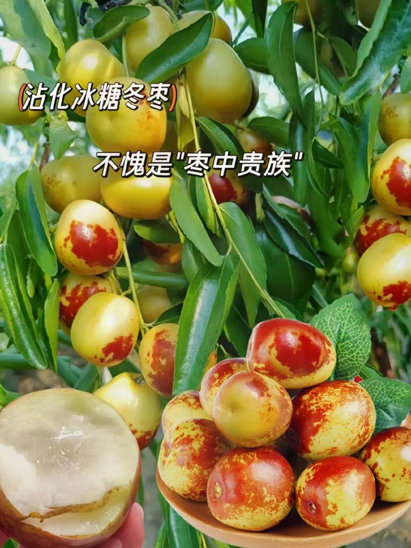 山东滨州沾化冬枣