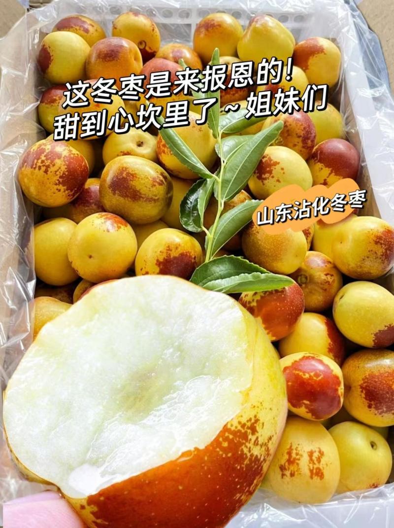 山东滨州沾化冬枣