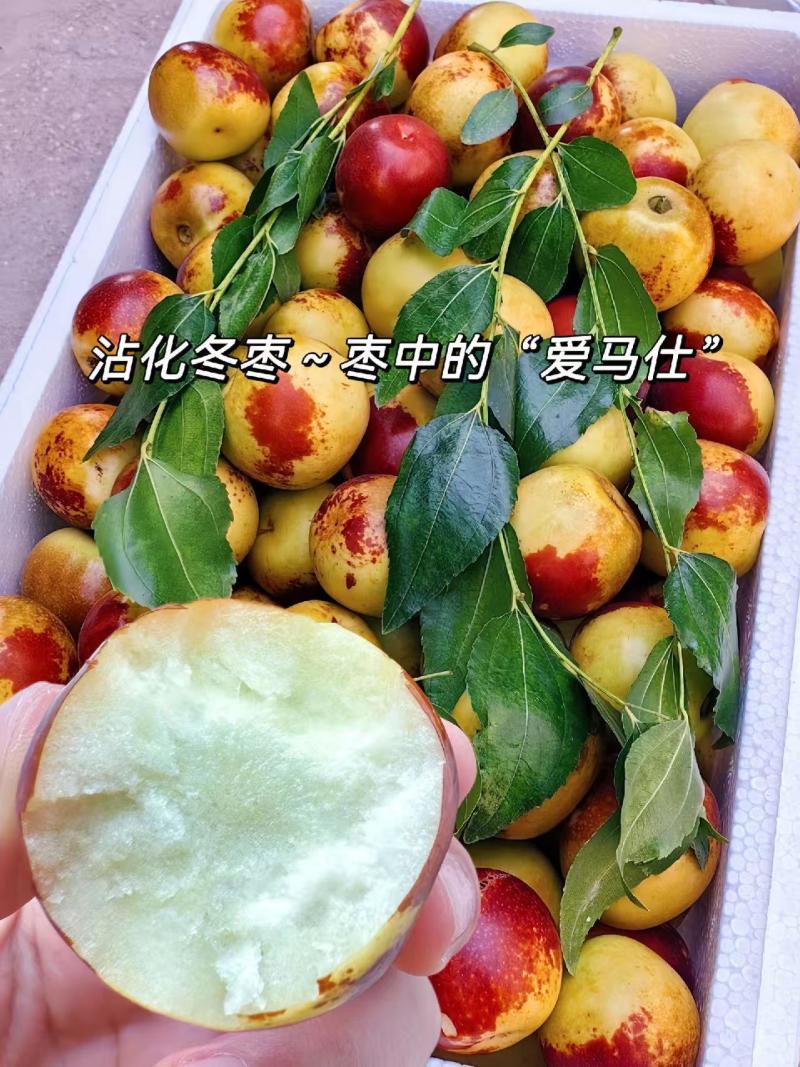 山东滨州沾化冬枣