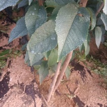 辽宁大连马哈利砧木的美早樱桃苗苗圃直发欢迎咨询
