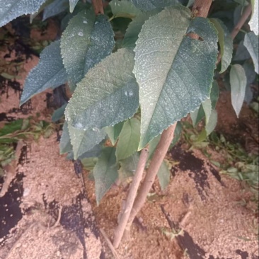 辽宁大连马哈利砧木的美早樱桃苗苗圃直发欢迎咨询