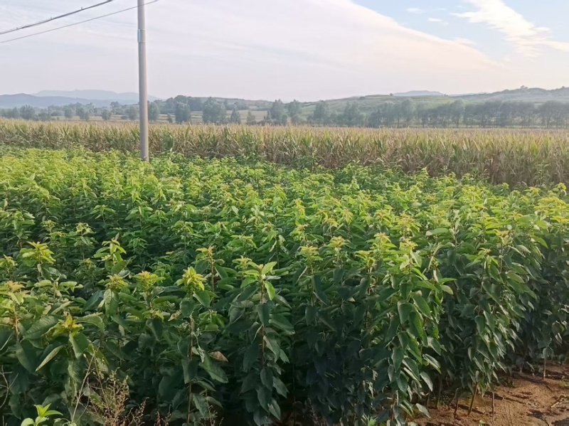 辽宁大连马哈利砧木的美早樱桃苗苗圃直发欢迎咨询