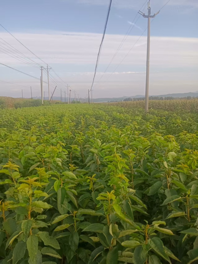 辽宁大连马哈利砧木的美早樱桃苗苗圃直发欢迎咨询