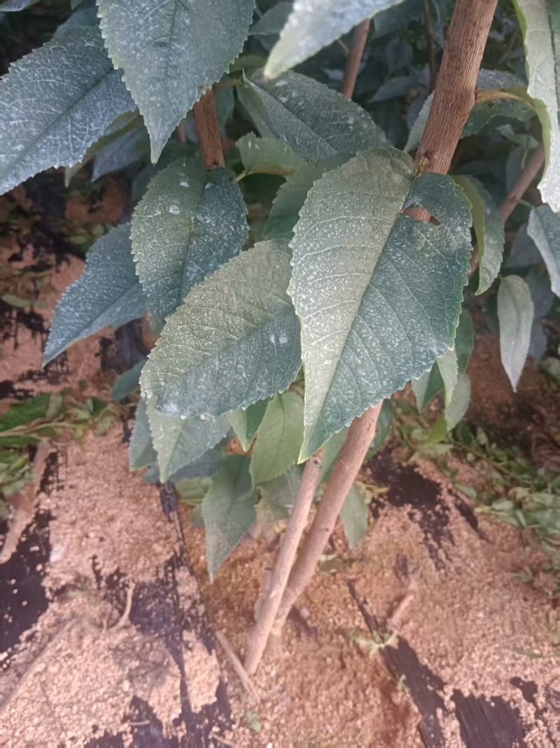 辽宁大连马哈利砧木的美早樱桃苗苗圃直发欢迎咨询