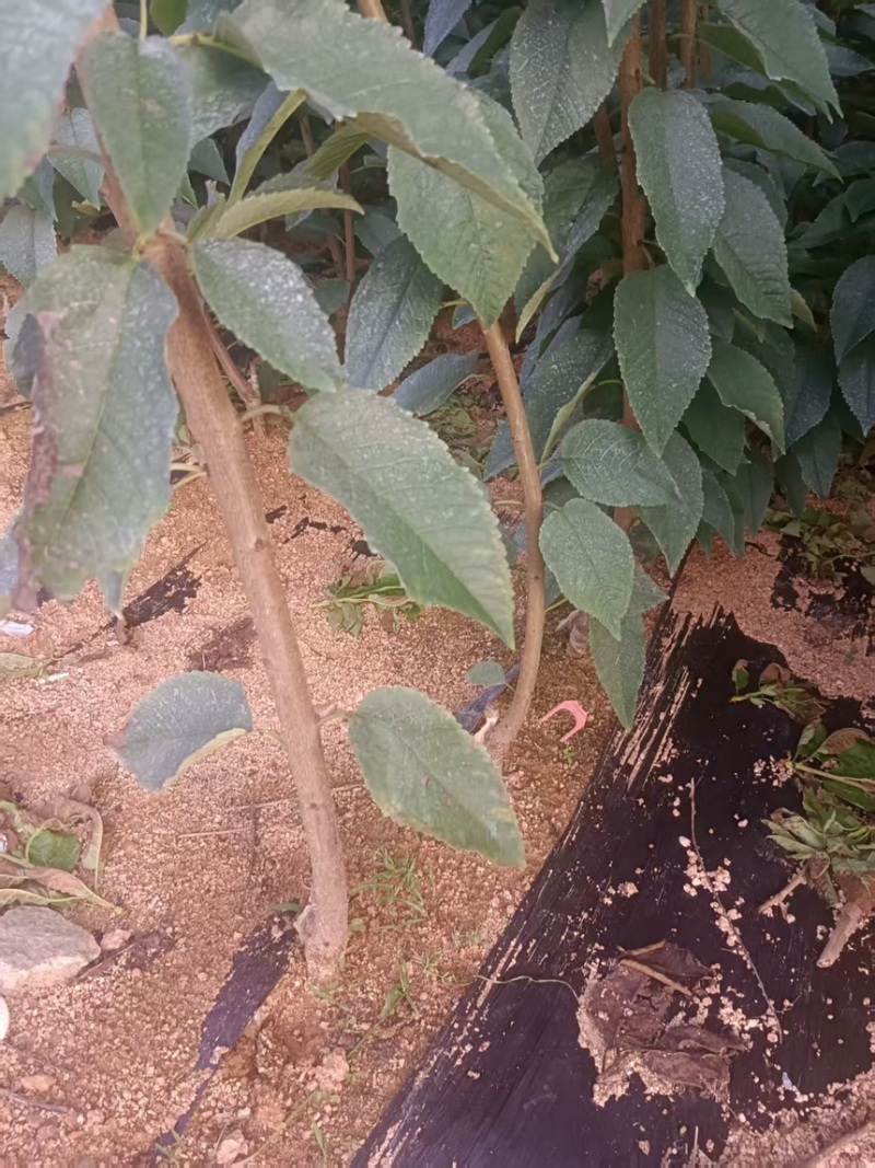 辽宁大连马哈利砧木的美早樱桃苗苗圃直发欢迎咨询