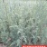 精品柏树苗木藏柏一年生小苗苗圃直供量大从优