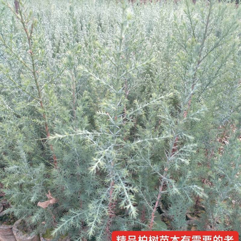 精品柏树苗木藏柏一年生小苗苗圃直供量大从优