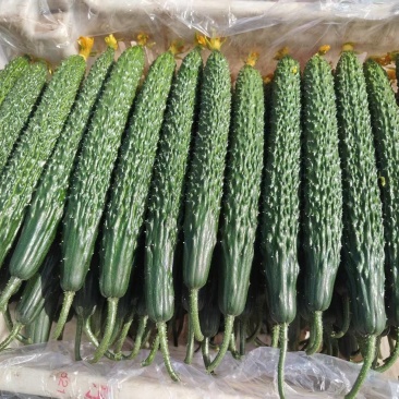 冷棚黄瓜