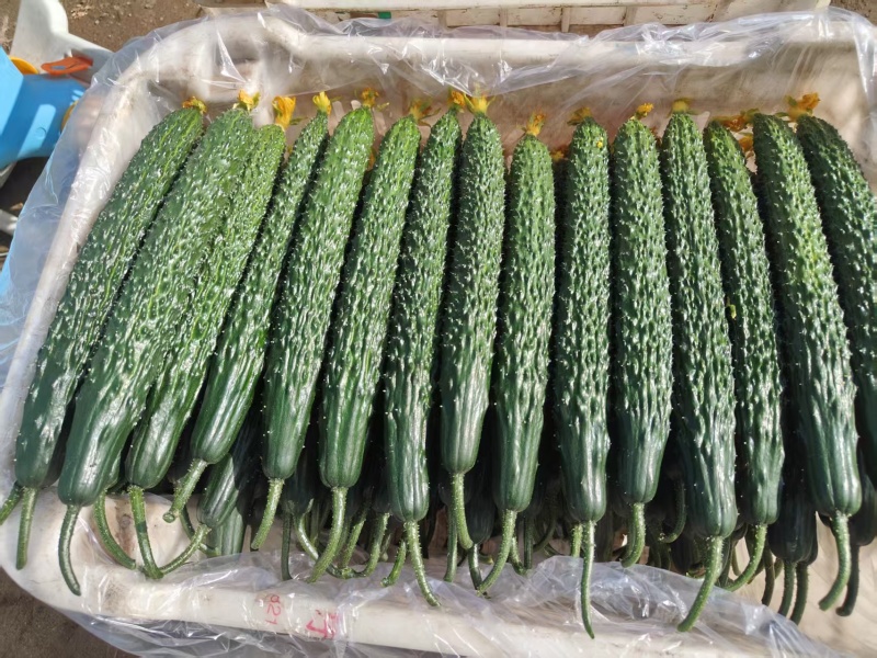 冷棚黄瓜