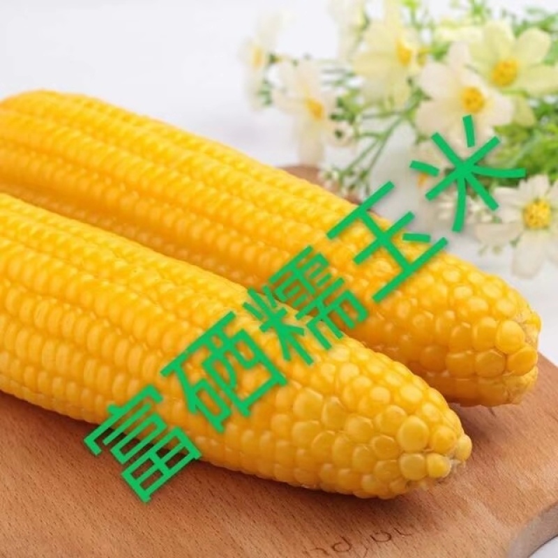 井公富硒甜糯玉米