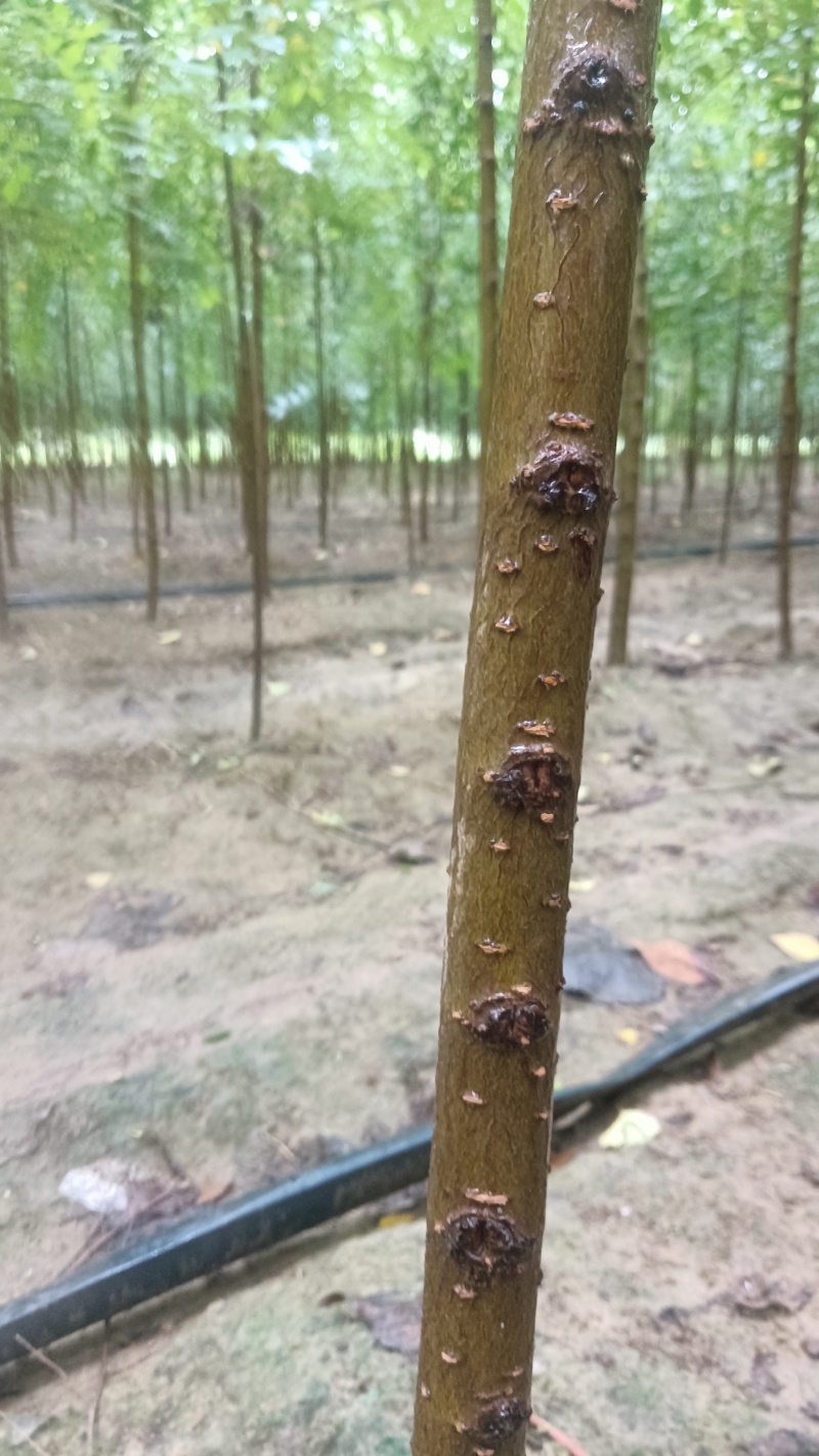 精品榆树苗白榆树苗速生榆树苗