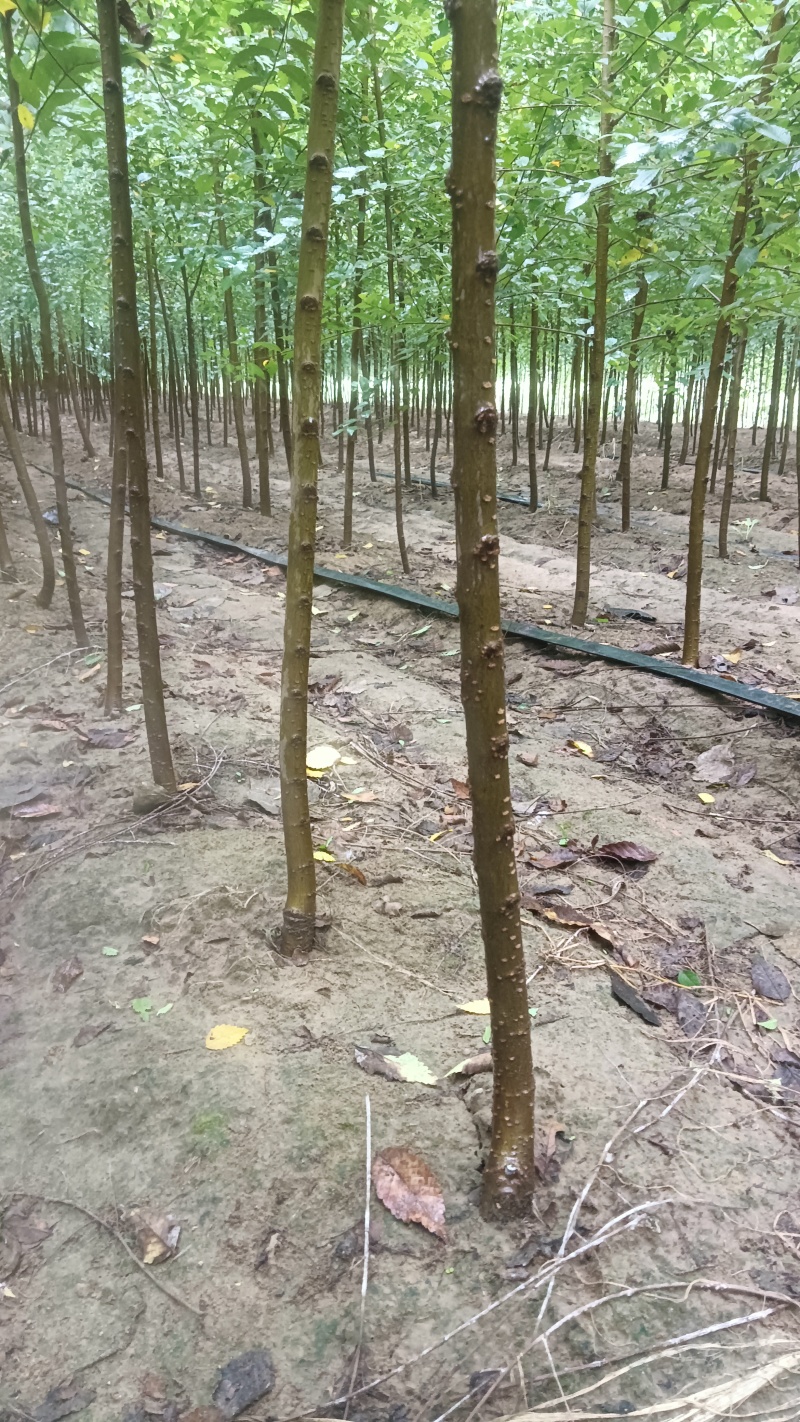 精品榆树苗白榆树苗速生榆树苗