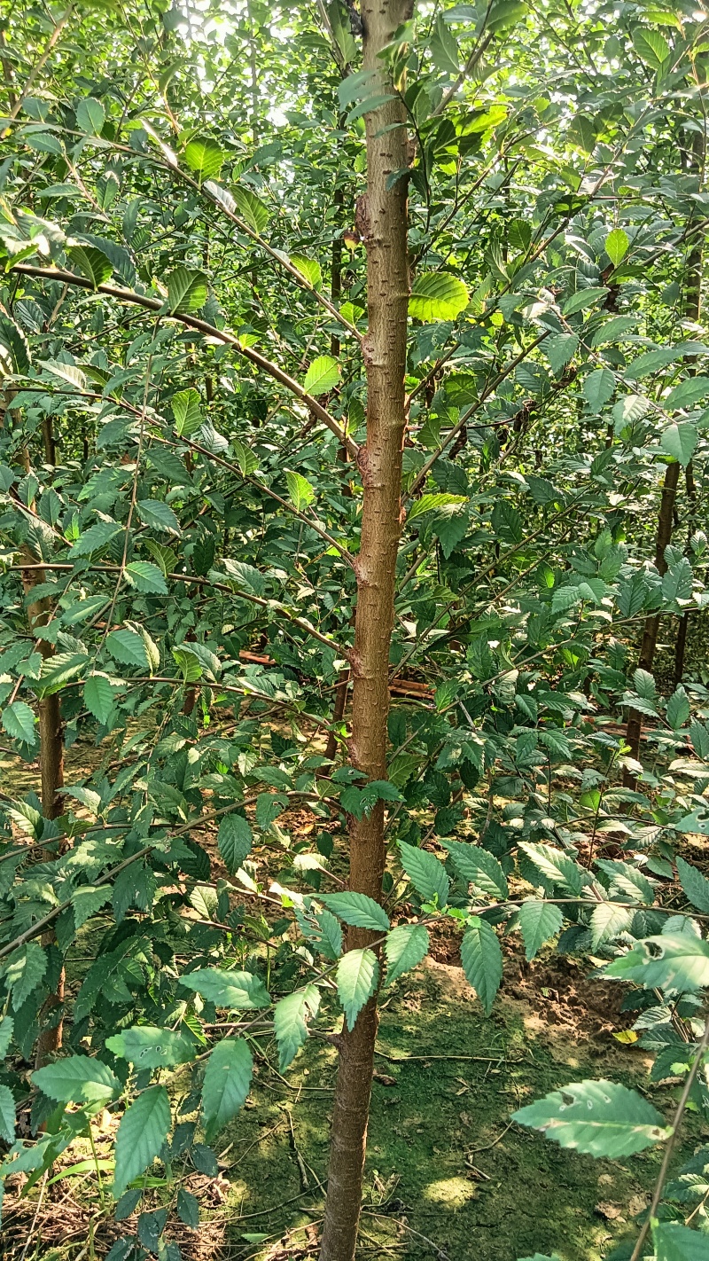精品榆树苗白榆树苗速生榆树苗