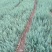 精品柏树苗木藏柏一年生小苗苗圃直供量大从优