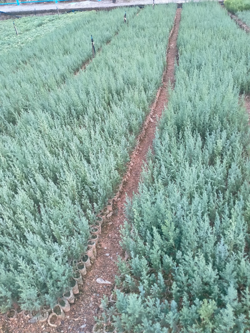 精品柏树苗木藏柏一年生小苗苗圃直供量大从优