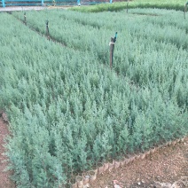 精品柏树苗木藏柏一年生小苗苗圃直供量大从优