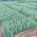 精品柏树苗木藏柏一年生小苗苗圃直供量大从优