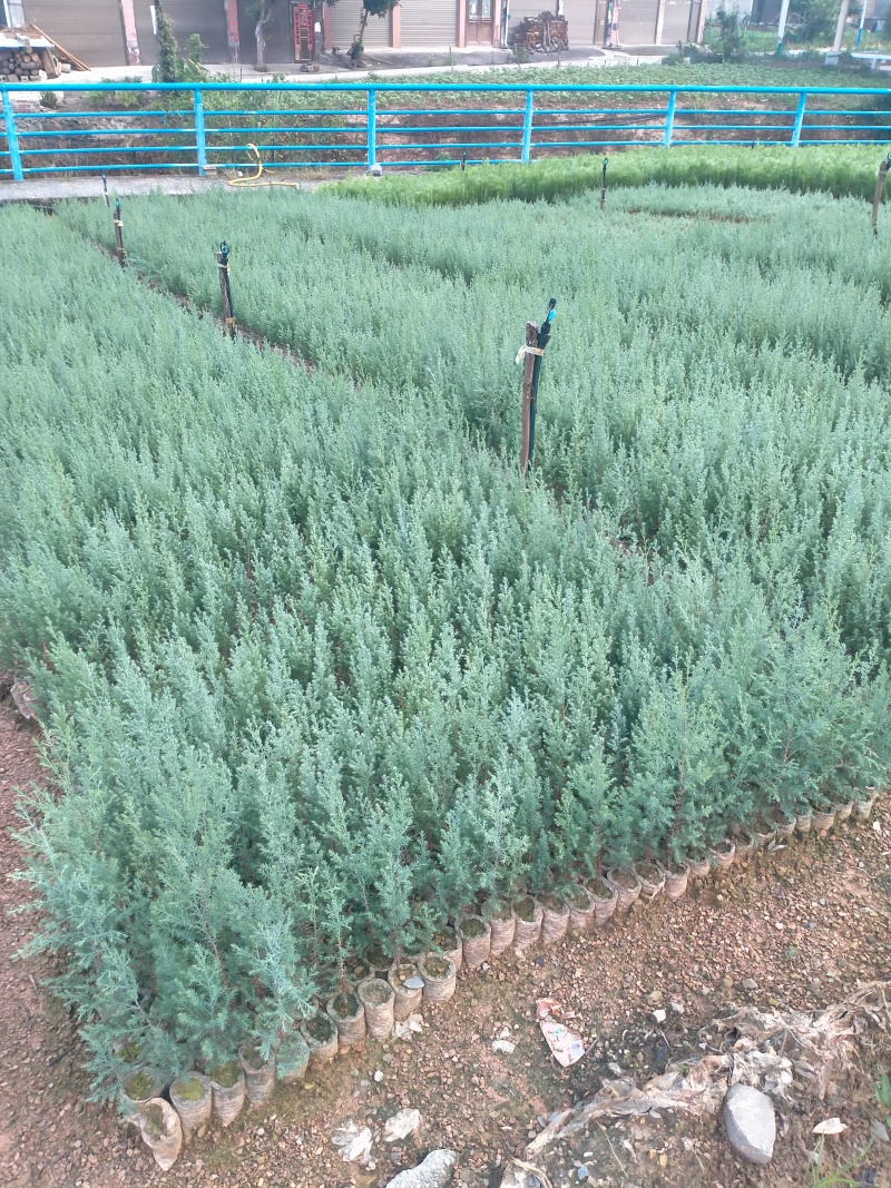 精品柏树苗木藏柏一年生小苗苗圃直供量大从优