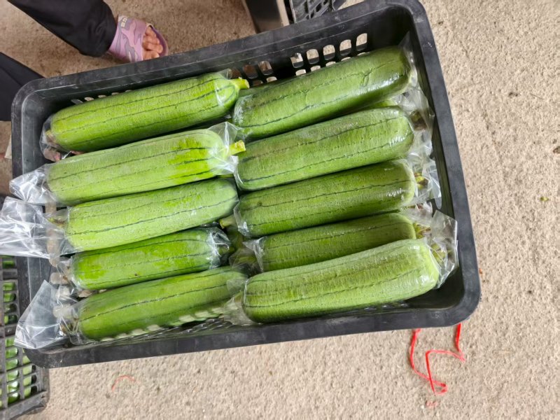 《畅销推荐》广西肉丝瓜基地直发对接全国保质保量一条龙服