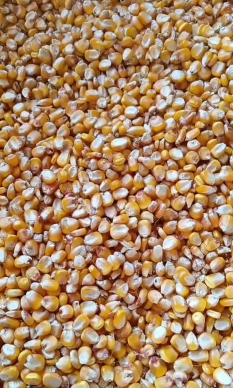 新疆黄玉米粒干玉米粒湿玉米粒量大从优欢迎大家联系