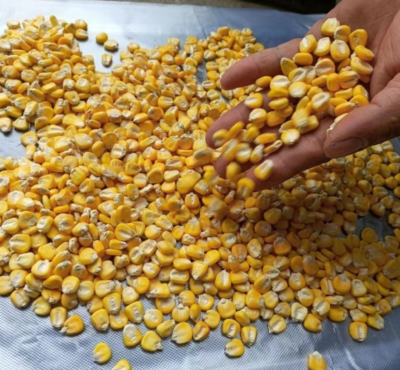 新疆黄玉米粒干玉米粒湿玉米粒量大从优欢迎大家联系