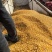 新疆黄玉米粒干玉米粒湿玉米粒量大从优欢迎大家联系