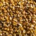 新疆黄玉米粒干玉米粒湿玉米粒量大从优欢迎大家联系