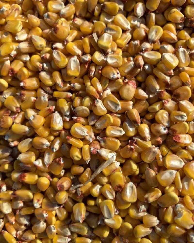 新疆黄玉米粒干玉米粒湿玉米粒量大从优欢迎大家联系