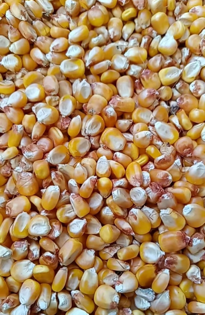 新疆黄玉米粒干玉米粒湿玉米粒量大从优欢迎大家联系