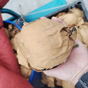 自己山上的没有中间商代办费价格便宜