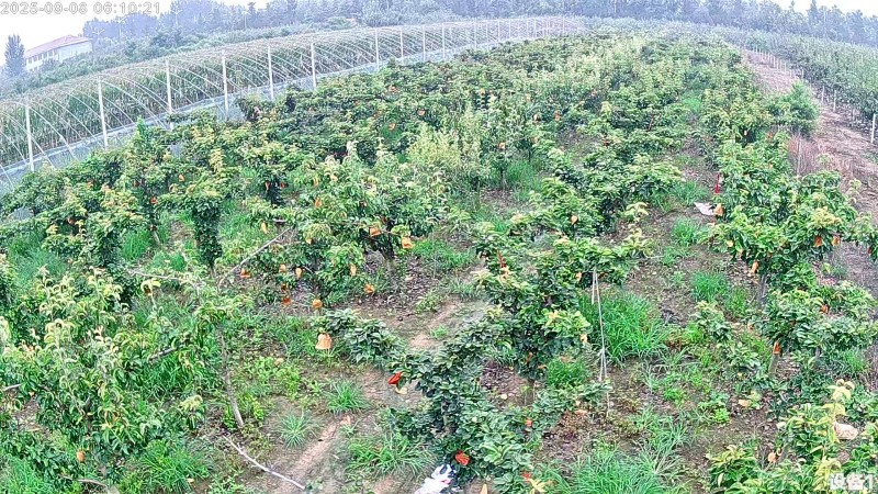 自己山上的没有中间商代办费价格便宜