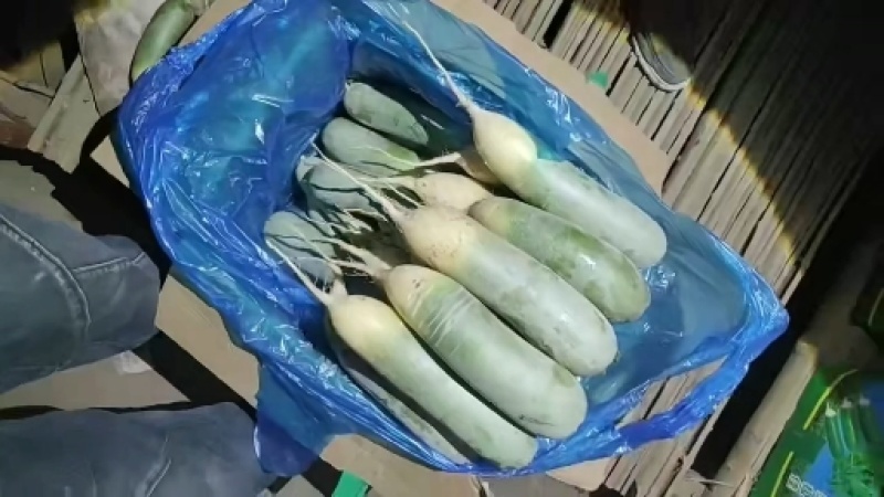 山东平阴萝卜水果萝卜口感好，超市，电商，加工厂