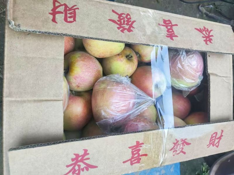 中秋王苹果邢台市隆尧县尧山狼狗饭店十字路口向南500米到