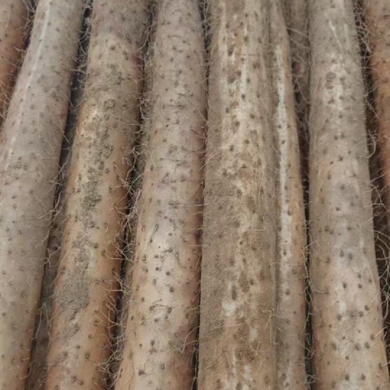 正宗沙漠白玉山药