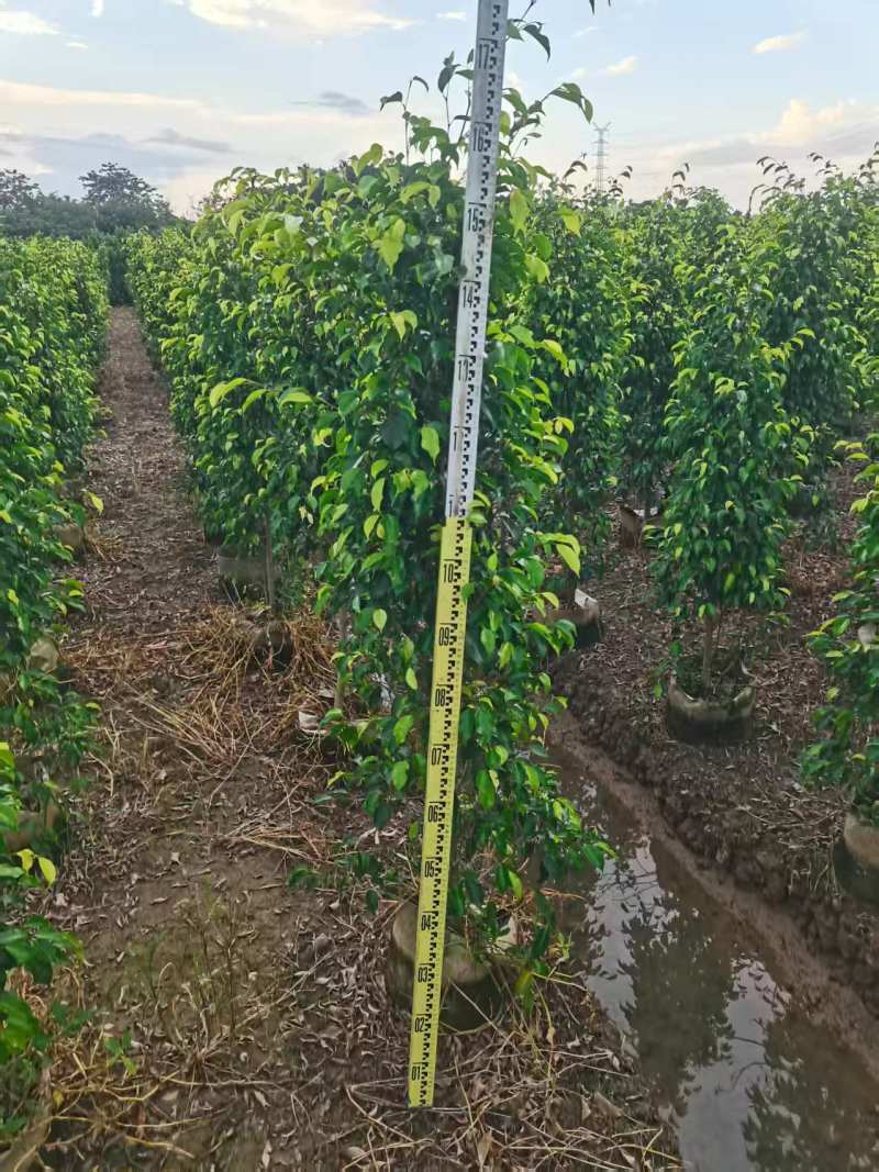 垂叶榕绿化苗木垂叶榕自家基地直供量大优惠