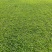 【基地直供】大叶油草皮现铲现发规格可定制量大可谈