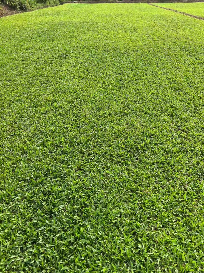 【基地直供】大叶油草皮现铲现发规格可定制量大可谈