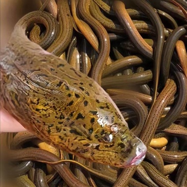 黄鳝鱼菲律宾野生土黄鳝进口商每天鲜活到货8-10吨