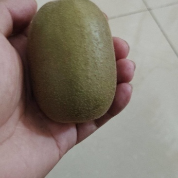 红心猕猴桃阳光大果