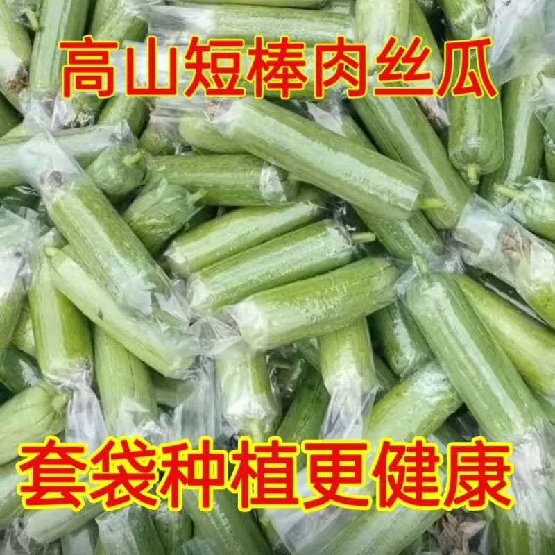 《畅销推荐》广西肉丝瓜基地直发对接全国保质保量一条龙服