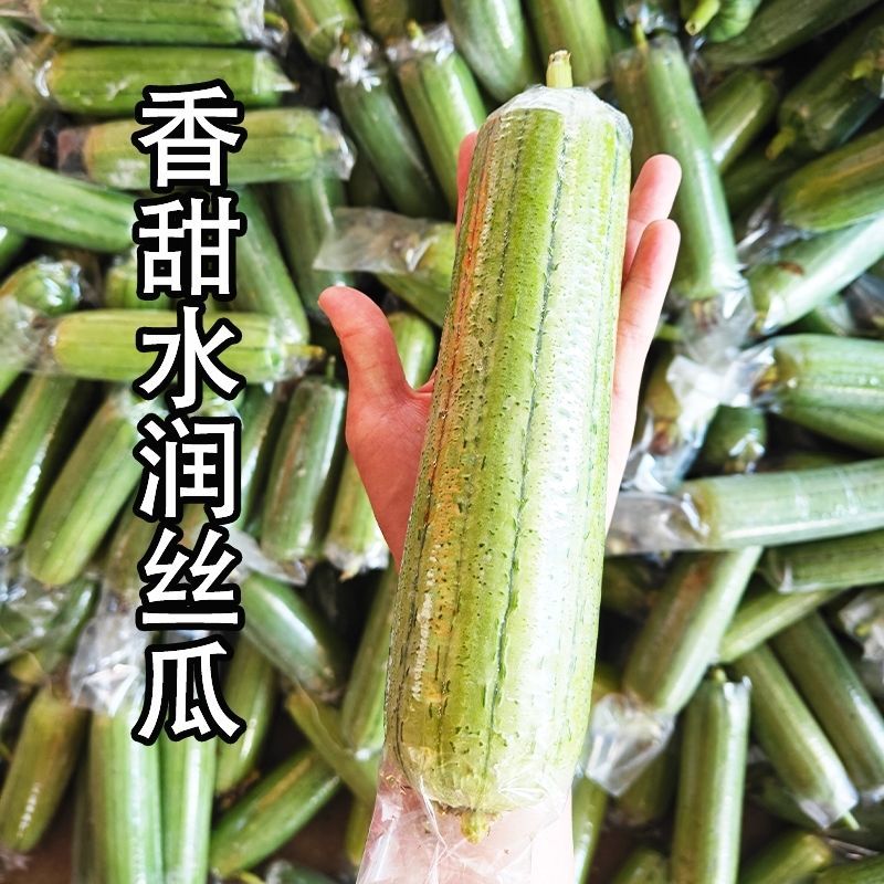 《畅销推荐》广西肉丝瓜基地直发对接全国保质保量一条龙服