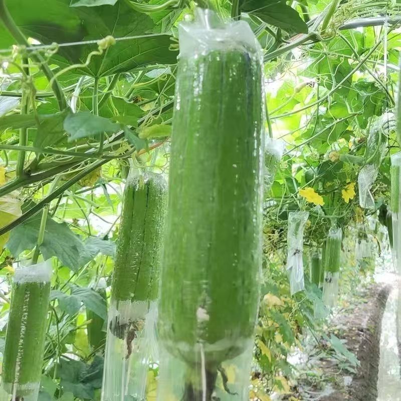 《畅销推荐》广西肉丝瓜基地直发对接全国保质保量一条龙服