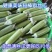 《畅销推荐》广西肉丝瓜基地直发对接全国保质保量一条龙服