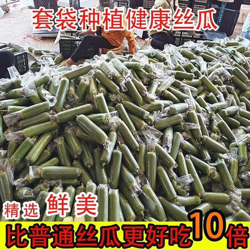 《畅销推荐》广西肉丝瓜基地直发对接全国保质保量一条龙服